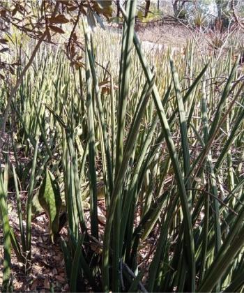 Sansevieria pearsonii 