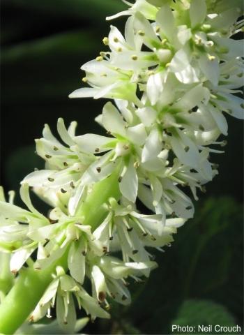 Eucomis zambesiaca flowers. Photo Neil Crouch