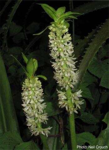 Eucomis zambesiaca inflorescences. Photo Neil Crouch