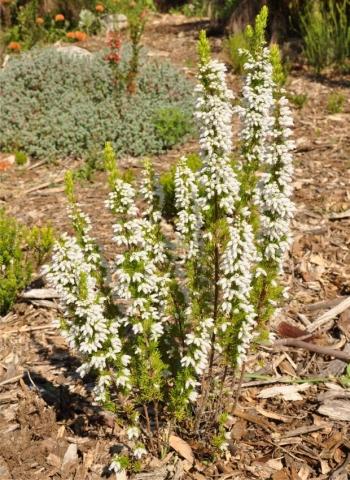 Erica sitiens, white form growing in Kirstenbosch.