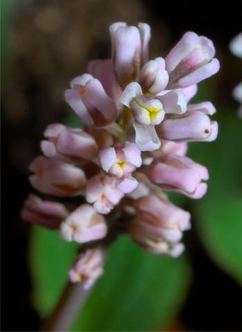 Ledebouria davidsoniae, inflorescence showing florets.