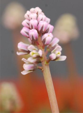 Ledebouria davidsoniae, inflorescence.