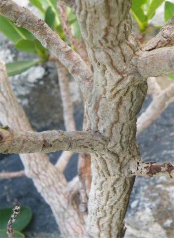 thick corky bark of Psychotria suber