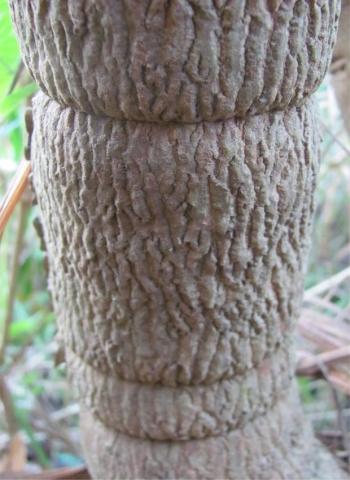 A young branch of Psychotria suber showing the corky layer articulated at the nodes