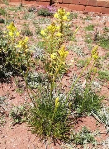 Habit of Bulbine capitata