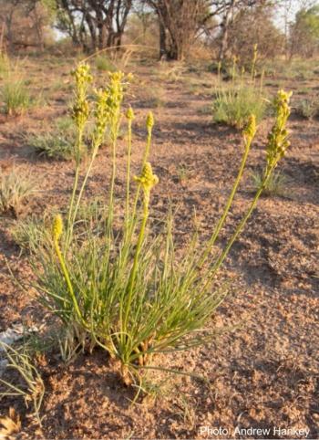 Bulbine capitata growing in habitat