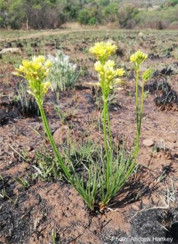 Bulbine capitata after fire