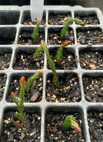 Erica walkeria cuttings in the nursery