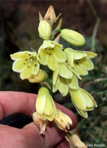 Ornithogalum regale flowers. Photo Alex Rebelo