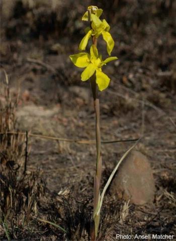 Moraea heimalis, a plant in habitat, showing the single leaf and the bract leaves sheathing the stem. Photo Ansell Matcher