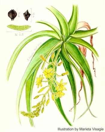 Illustration of Bulbine keiskammaensis by Marieta Visagie