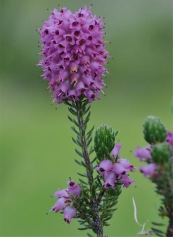 A flowering stem of Erica empetrina