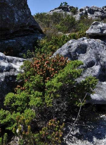 Erica empetrina with brown flowers at the end of its flowering season, growing among rocks in its natural environment on Table Mountain