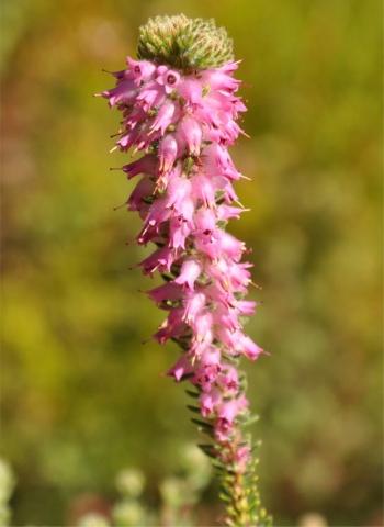 A flowering stem of Erica empetrina