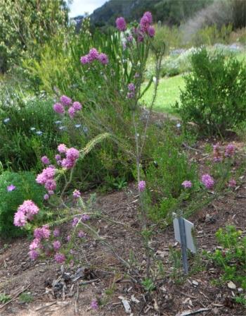 Erica empetrina growing in the garden, Kirstenbosch 