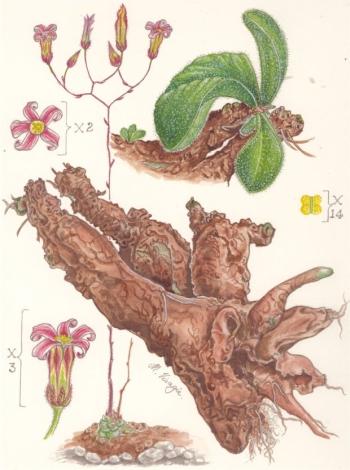 Illustration of Tylecodon ectypus by Marieta Visagie