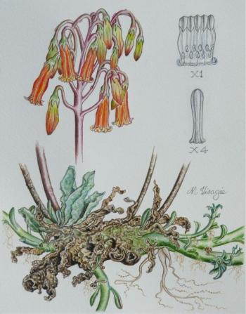 illustration of Adromischus phillipsiae by Marieta Visagie