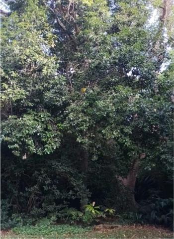 A specimen of Ocotea kenyensis growing in the Lowveld NBG.
