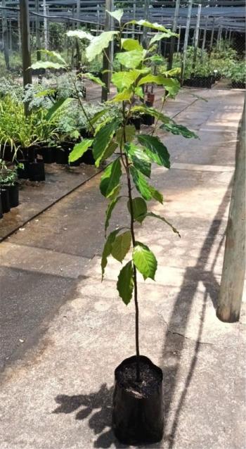 A young specimen of Ocotea kenyensis in the Lowveld NBG nursery