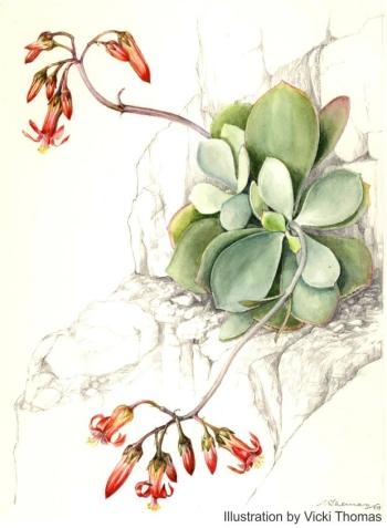 Cotyledon barbeyi var. soutpansbergensis by Vicki Thomas