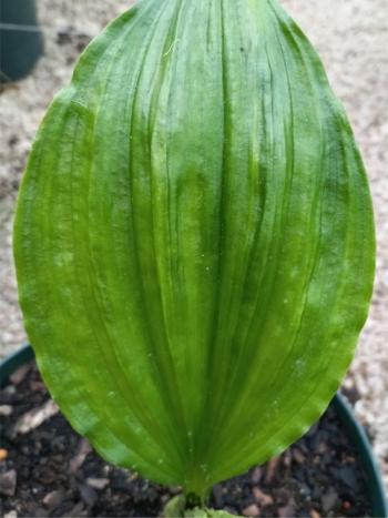 Pleated leaves