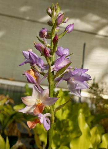 Inflorescence