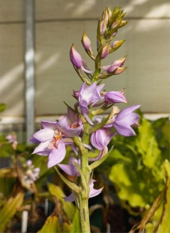 Inflorescence