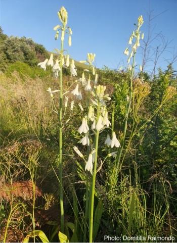 Ornithogalum princeps in flower