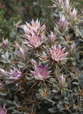 Macledium spinosum solitary flowerheads at branch tips. Photo Marinda Koekemoer