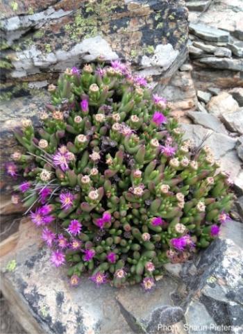 Esterhuysenia inclaudens habit. Photo Shaun Pieterse