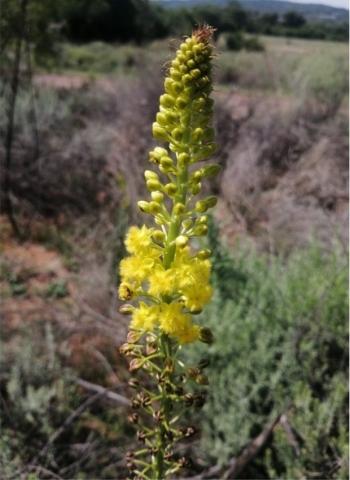 Bulbine angustifolia flower head