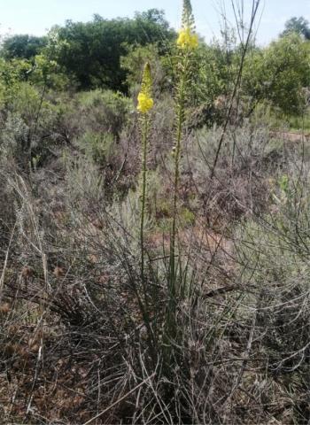 Bulbine angustifolia a plant growing in a grassland