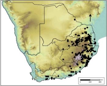 Distribution map for Senecio coronatus