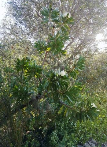 Protea comptonii in Kirstenbosch NBG