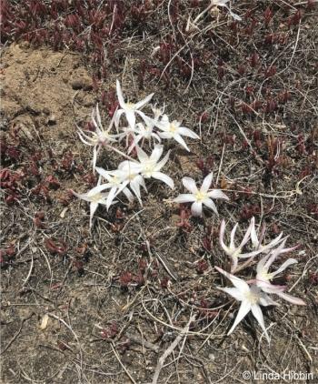 Gethyllis afra in habitat. Photo Linda Hibbin