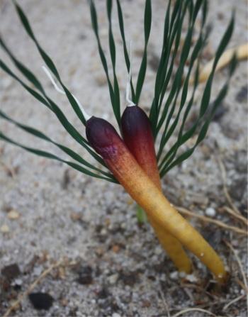 Ripe fruits of Gethyllis afra