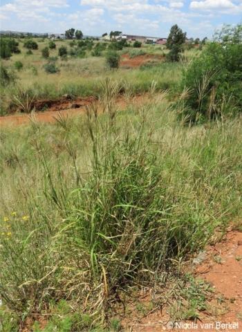 Chloris gayana in habitat