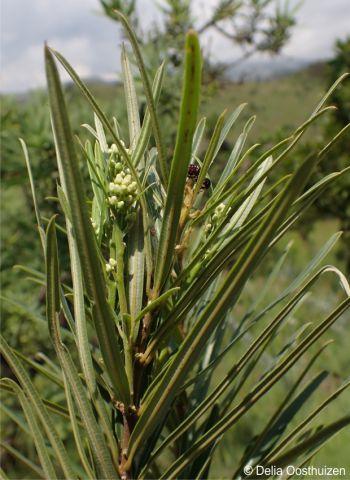 Ozoroa barbertonensis in habitat