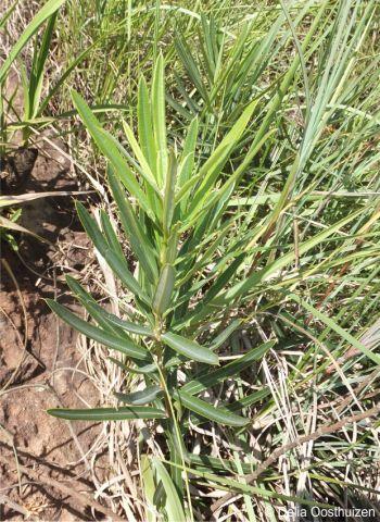 Ozoroa barbertonensis young plant