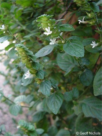 Phaulopsis imbricata in a garden