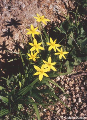 Growing in granitic gravel