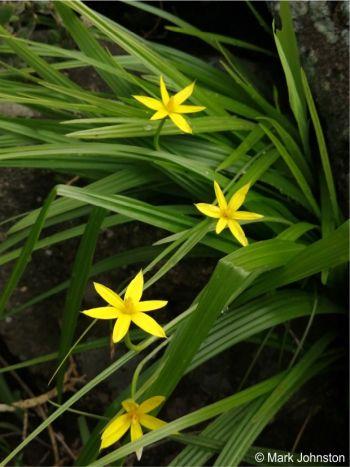 Pleated leaves