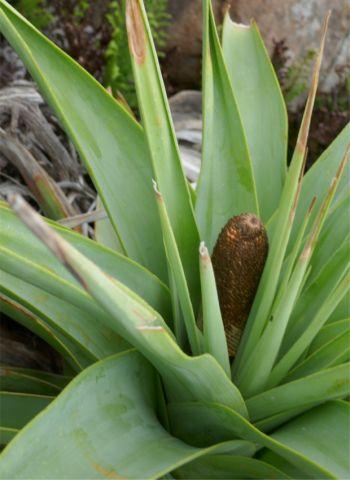 Developing inflorescence