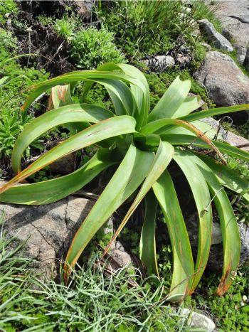 Magnificent leaf rosette