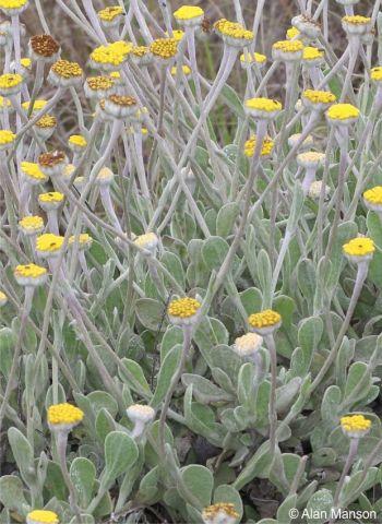 Helichrysum drakensbergense