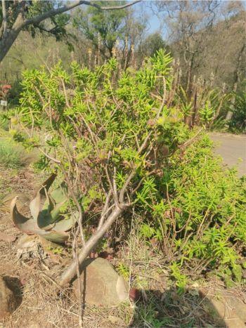 Crassula tetragona growing in the Walter Sisulu NBG