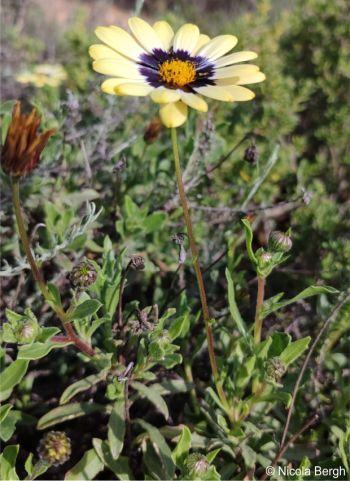 Flowering stem