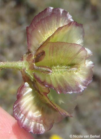 Winged fruit