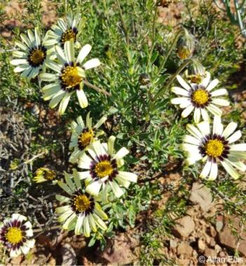 A plant in flower