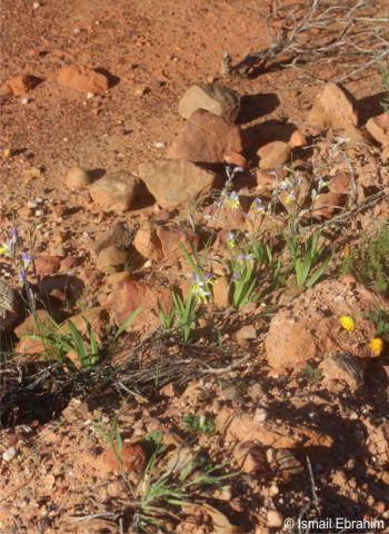 Sparaxis auriculata, growing in habitat.